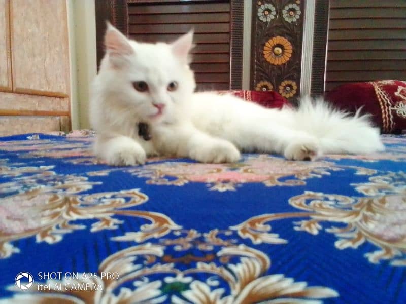 Persian Cat for sale 4