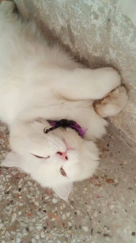 Persian Cat for sale 5