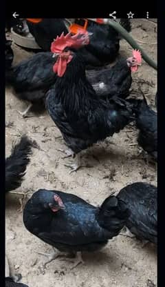 Australorp