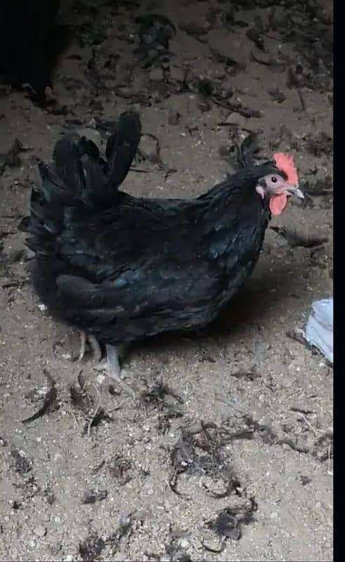 Australorp egg laying hen 2500 per piece 1