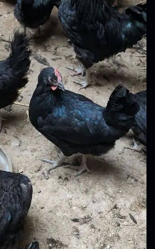 Australorp egg laying hen 2500 per piece 2