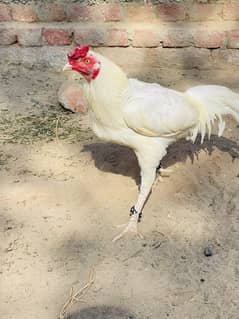 paper white breeder aseel pair for sale