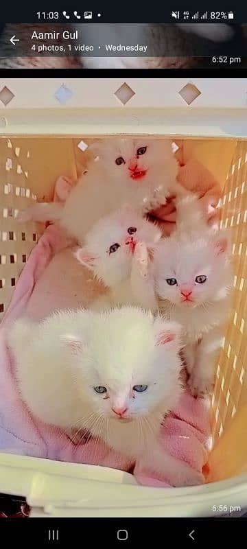 *PERSIAN Punch Face*/DOUBLE Cote /kitten cat/ male and female AVAILA 1