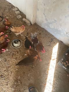 Hens for sale. Desi Eggs