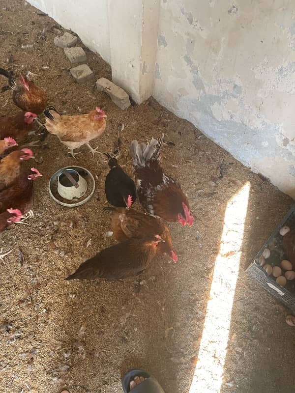 Hens for sale. Desi Eggs 0