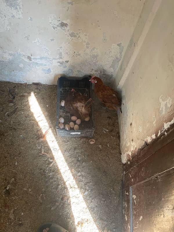 Hens for sale. Desi Eggs 2