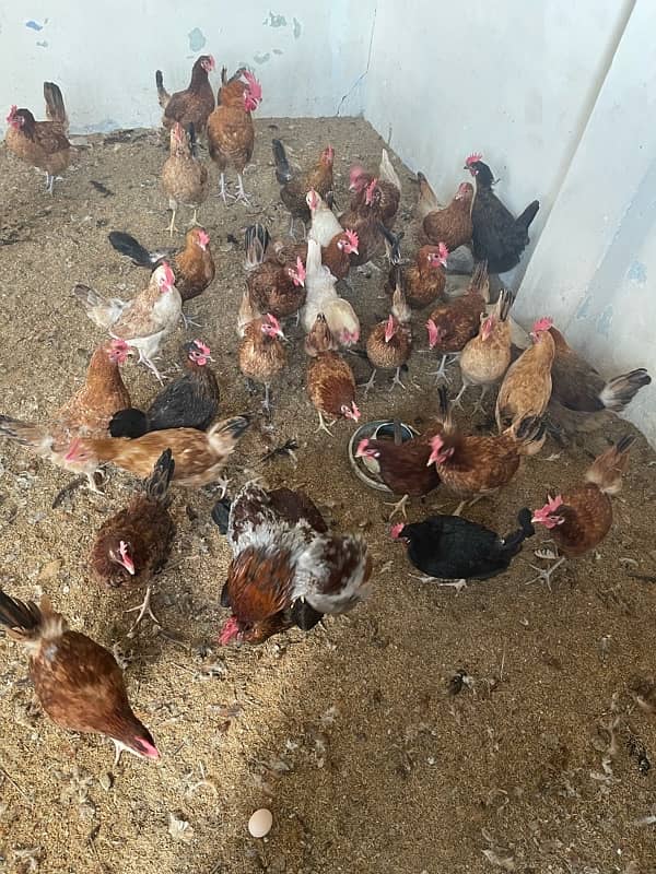 Hens for sale. Desi Eggs 7