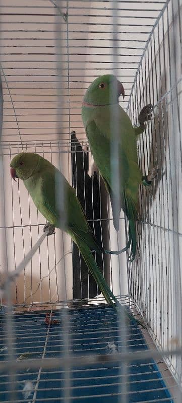 this perrots of homes 2