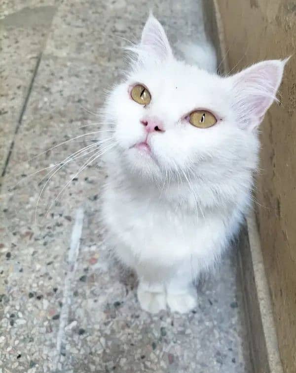 White Maine coon 1