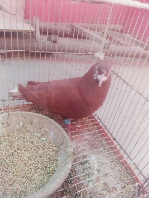 Pigeon nar 2