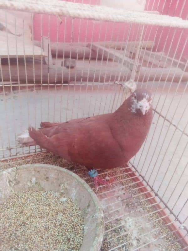 Pigeon nar 10