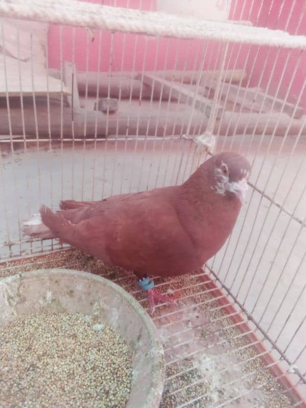 Pigeon nar 13