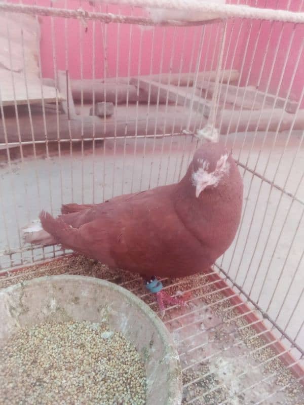 Pigeon nar 14