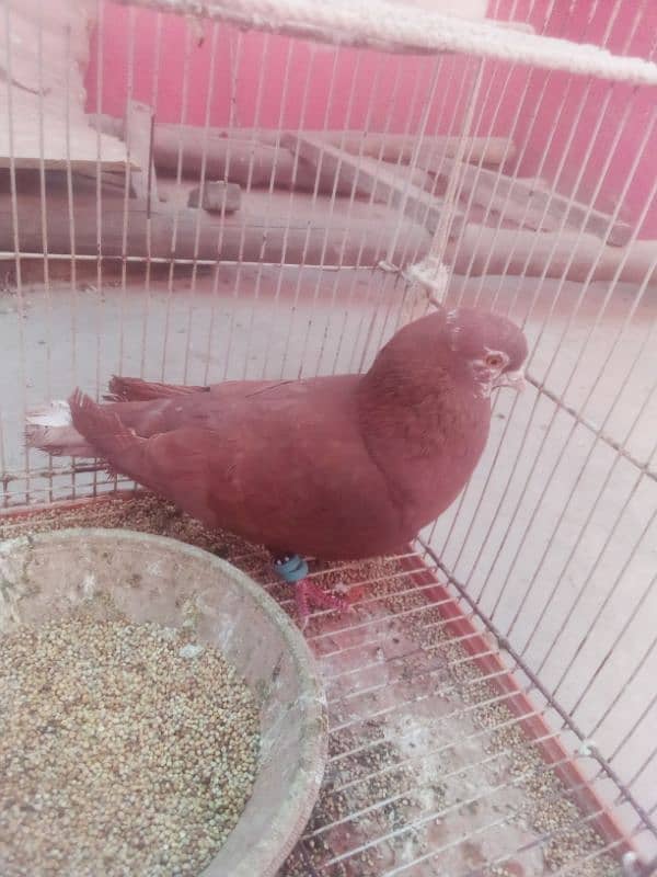 Pigeon nar 15