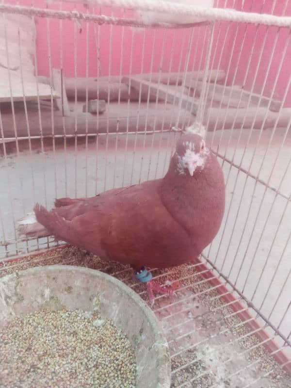 Pigeon nar 16