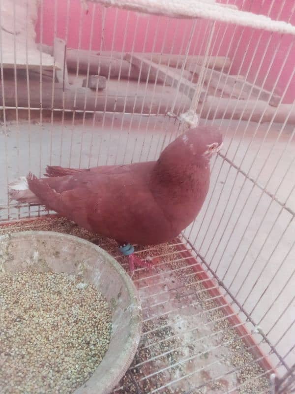 Pigeon nar 17