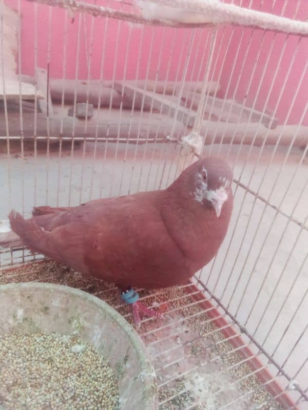 Pigeon nar 18