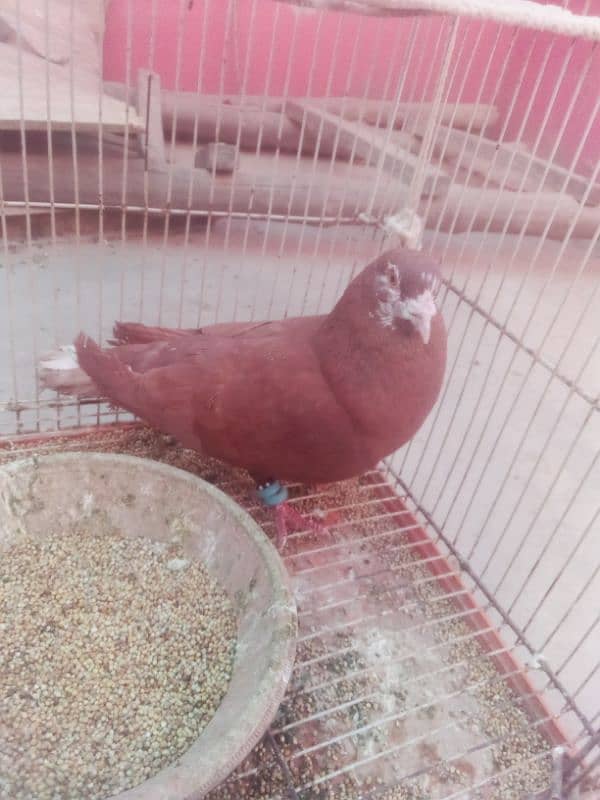 Pigeon nar 19