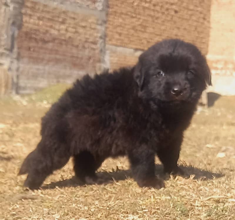 German Shepherd black mask puppy for sale 0