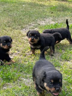 Rottweiler | Rottweiler puppies | Rottweiler puppy | Rottweiler dog