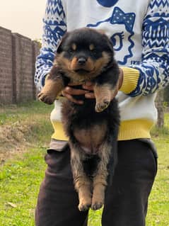 Rottweiler | Rottweiler puppies | Rottweiler puppy | Rottweiler dog