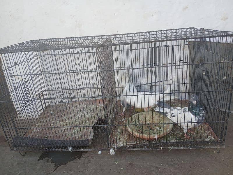 cage for sale 1