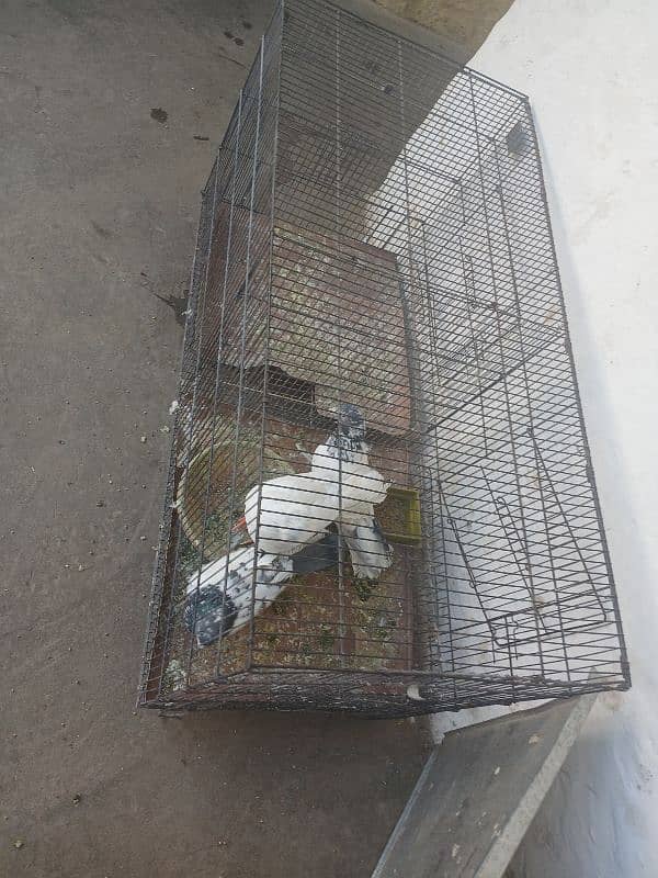 cage for sale 2