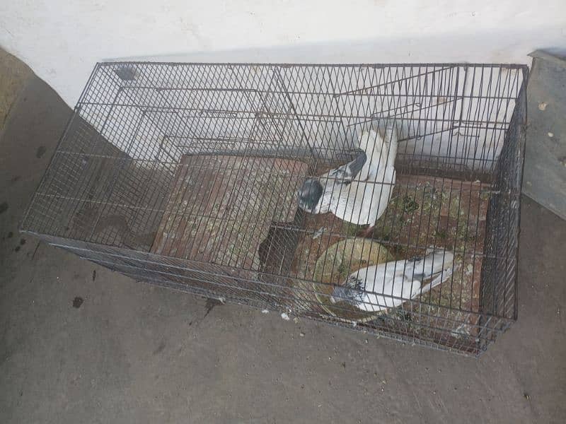 cage for sale 3