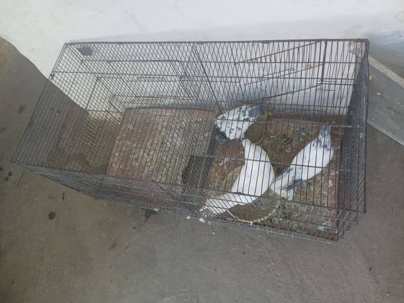 cage for sale 4