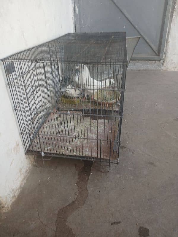 cage for sale 5