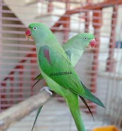 Pahari Raw Female Parrot Alexander Alexandrine Adult Breeding