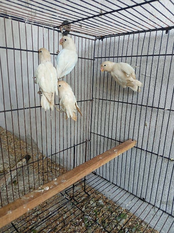 folding cage with love birds 2