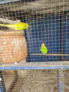 budgies for sales