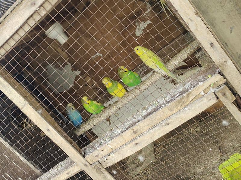 budgies for sales 2