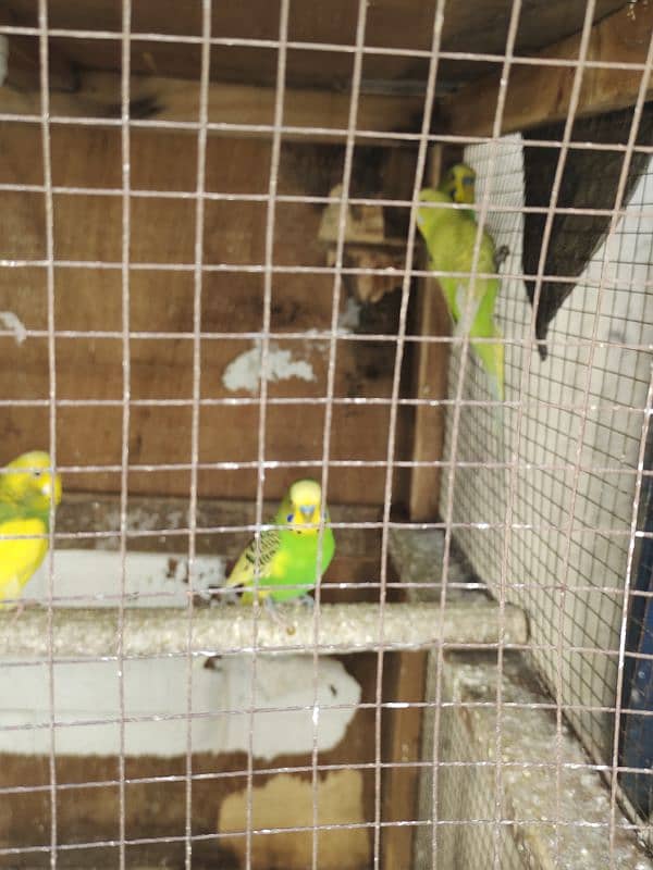 budgies for sales 3