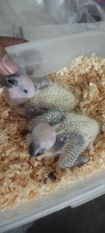 2 sun conure Parrots Chick | Sum Conure Baby 0