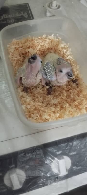 2 sun conure Parrots Chick | Sum Conure Baby 1