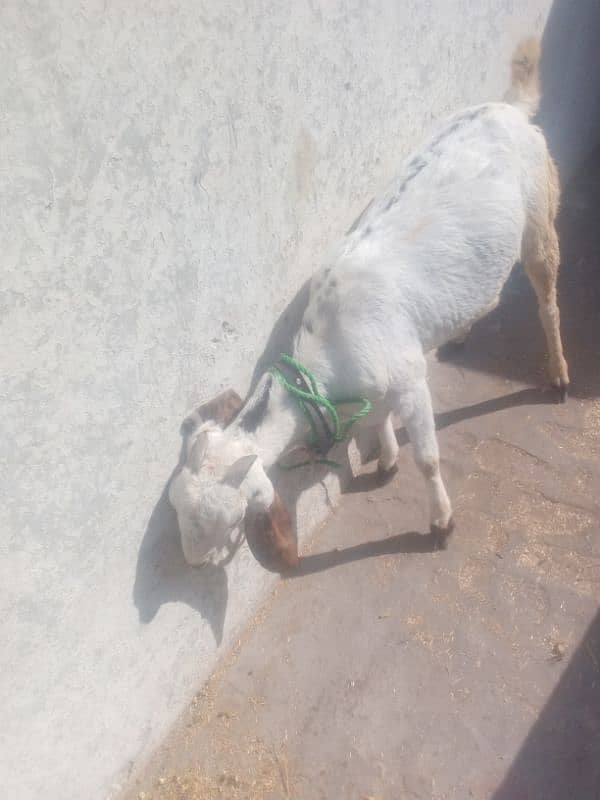 Dasi nasal goat for sale 0