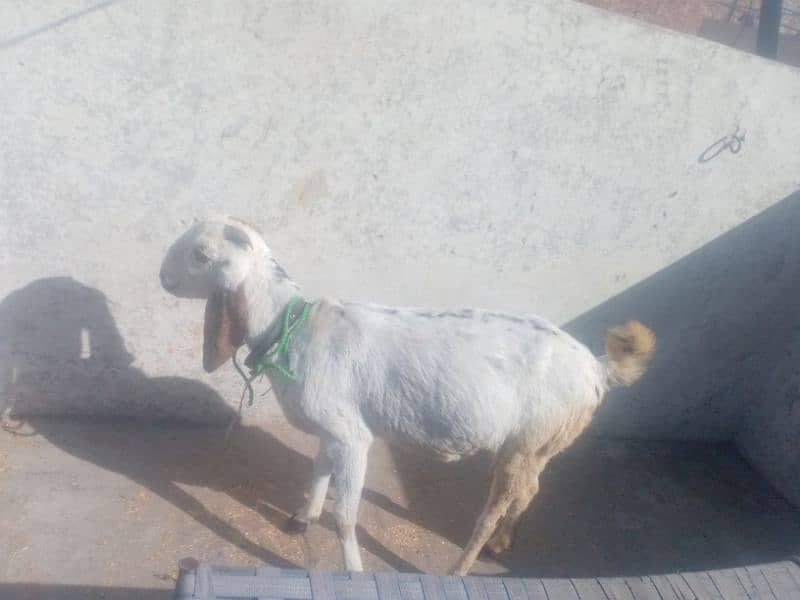 Dasi nasal goat for sale 1