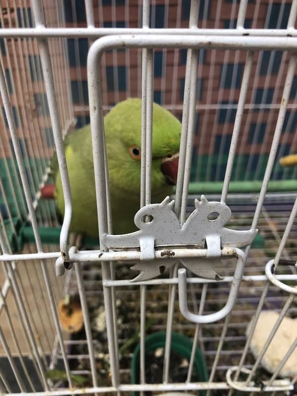 green ringneck 0