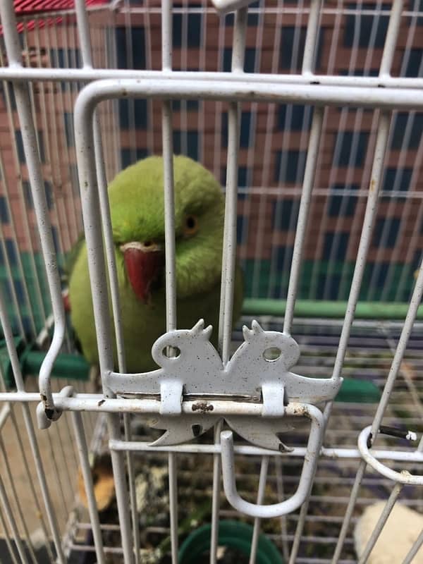 green ringneck 4