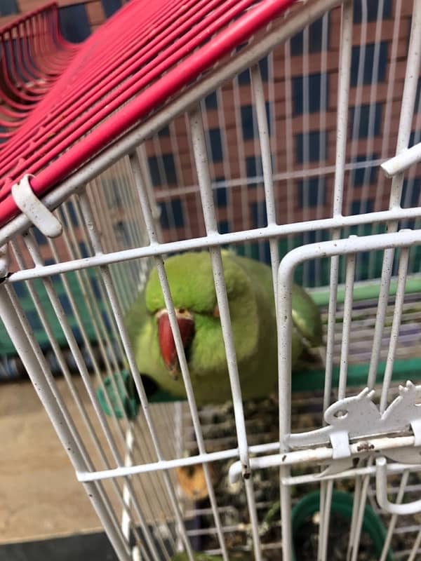 green ringneck 5