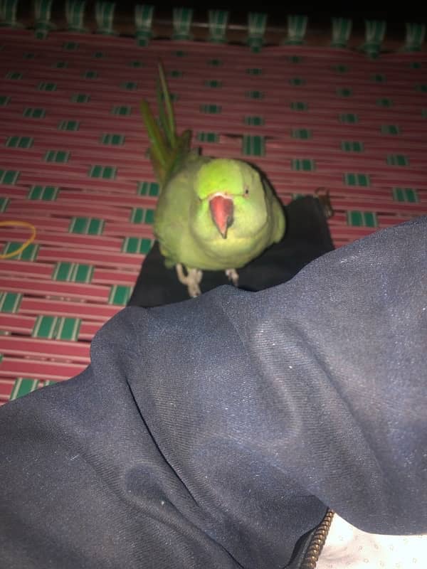 green ringneck 6