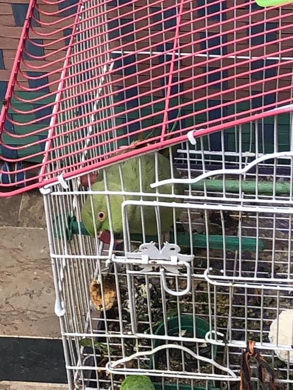 green ringneck 9