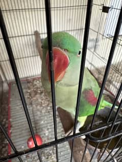 raw female parrot