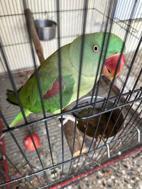 raw female parrot 2