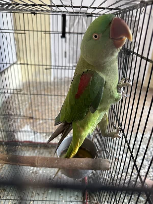 raw female parrot 3