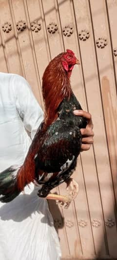 Aseel lakha patha, mianwali breed