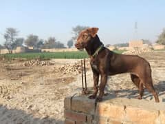 pointer pup female