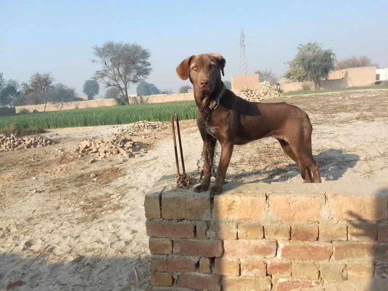 pointer pup female 2